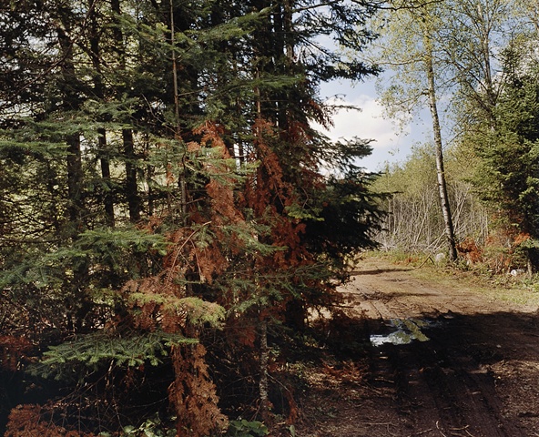 Logging Road Near Greenwood Creek 2001