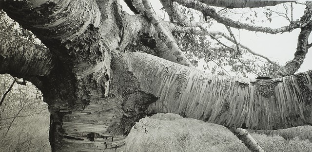 Birch, Gooseberry State Park, Lake Superior 2025