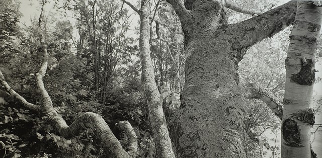 Birches, Iona's Beach, Lake Superior 2025