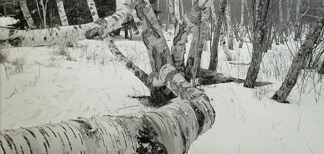 Birch in Winter, Gooseberry Falls State Park, Minnesota 2026