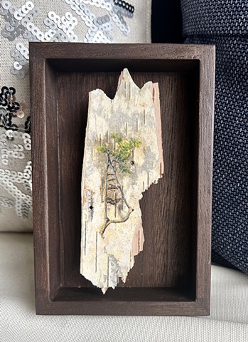 Birch Bark Avoidance