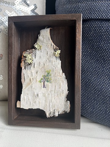 Birch Bark Elm
