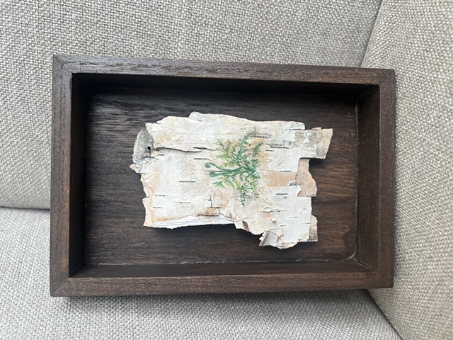 Birch Bark Ferns