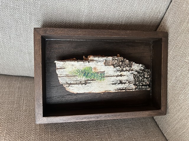 Birch Bark Arborvitae 