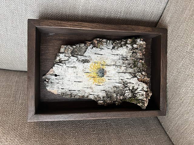 Birch Bark Forsythia