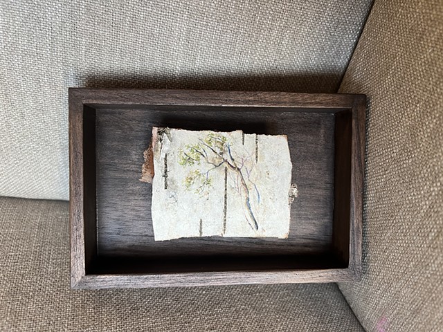 Birch Bark Beech Leaning