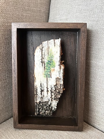 Birch Bark Arborvitae 