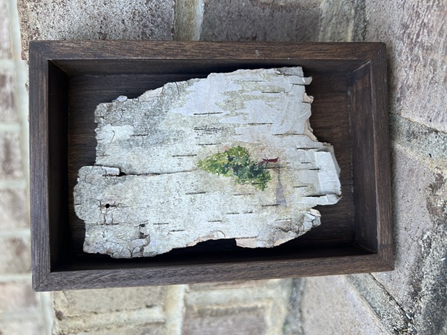 Birch Bark Perfect Tree