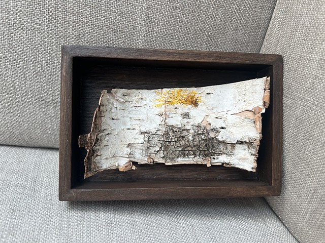 Birch Bark Forsythia II