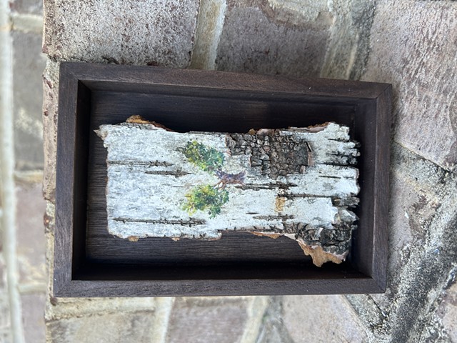 Birch Bark Mature Tree