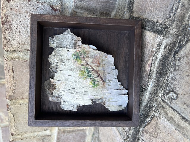 Birch Bark Almost Fallen