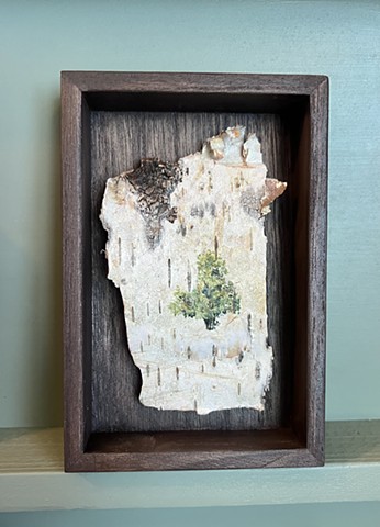Birch Bark Magnolia