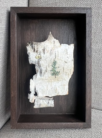 Birch Bark Pine IV