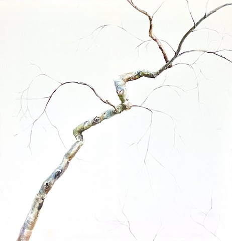 The Tree that Shouldn’t Be