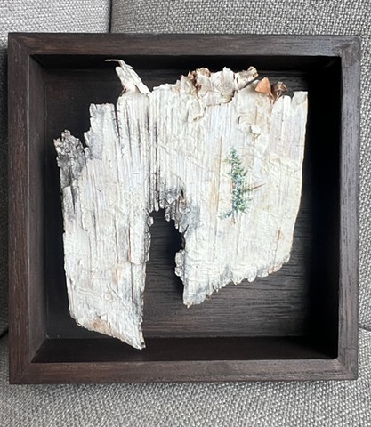 Birch Bark Pine III