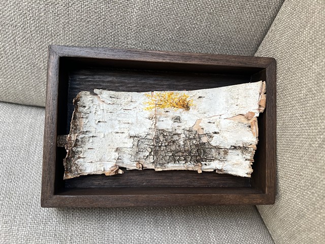Birch Bark Forsythia Pruning