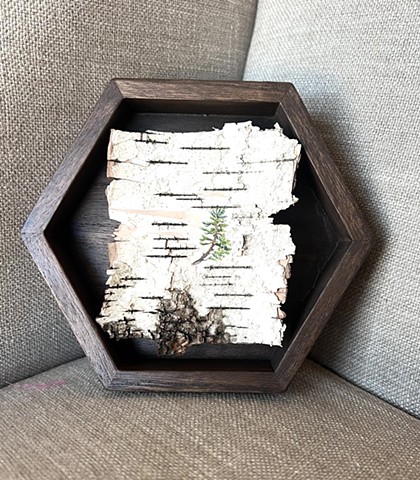 Birch Bark Pine
