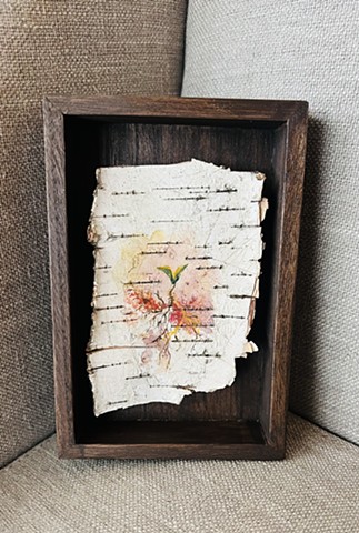 Birch Bark Seedling