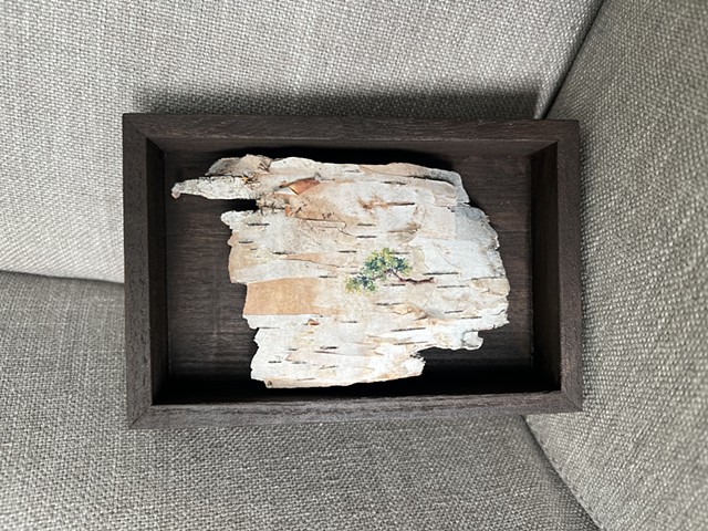 Birch Bark A Little Crooked