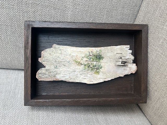Birch Bark Reaching