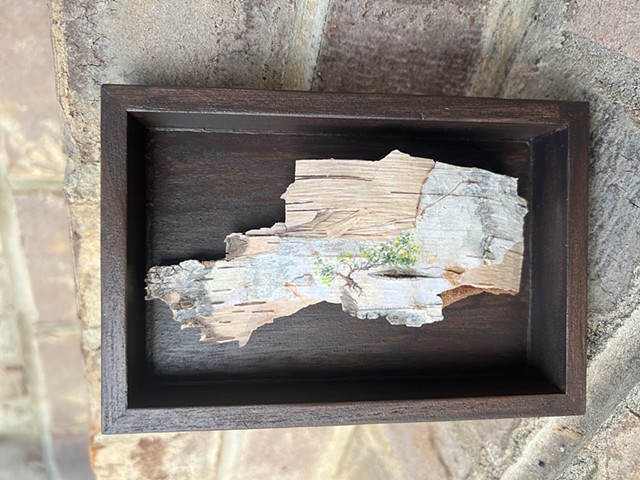 Birch Bark River’s Edge