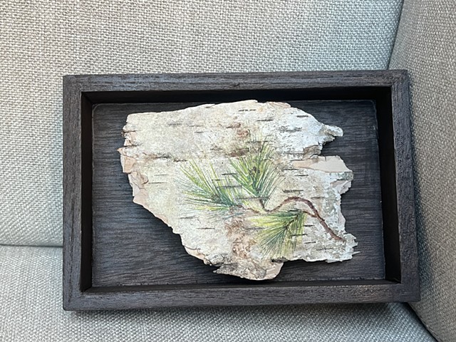 Birch Bark Pine Branch VIII