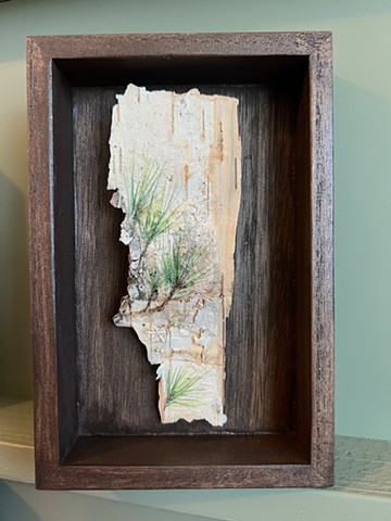Birch Bark Pine Needles