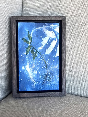 Birch Bark Pepper Cyanotype