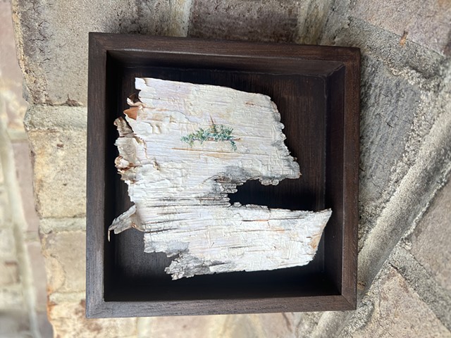 Birch Bark Pine III