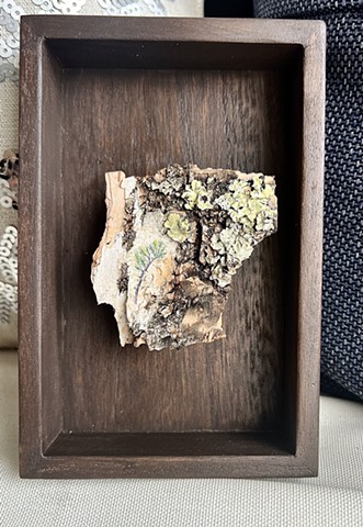 Birch Bark Pine VI