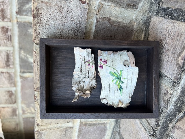 Birch Bark Orchid-SOLD