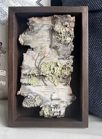 Birch Bark Camouflage 
