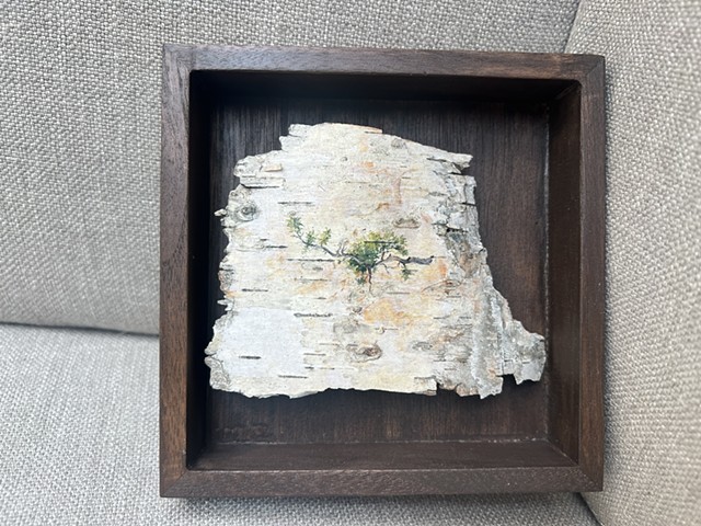 Birch Bark Twisty