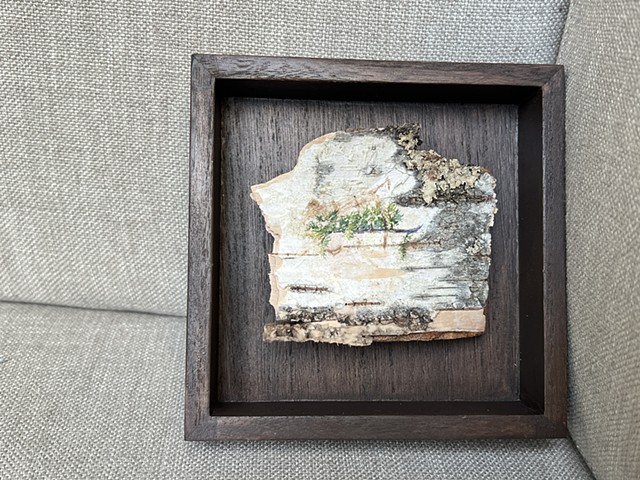 Birch Bark Pine VII