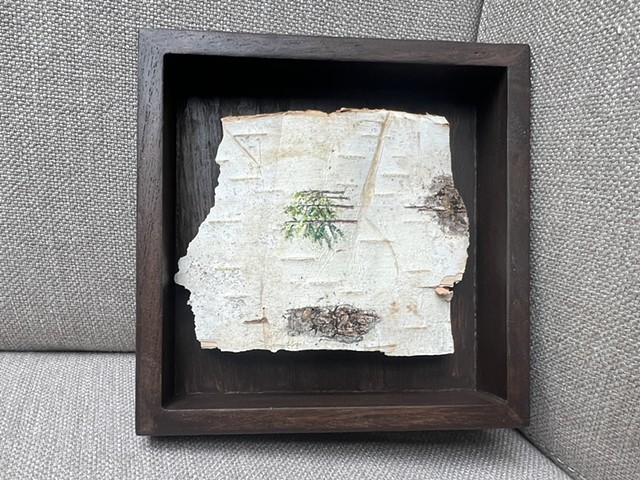 Birch Bark Pines V