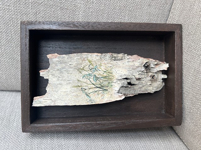 Birch Bark Weeds