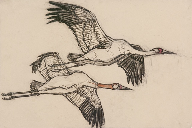 cranes drawing