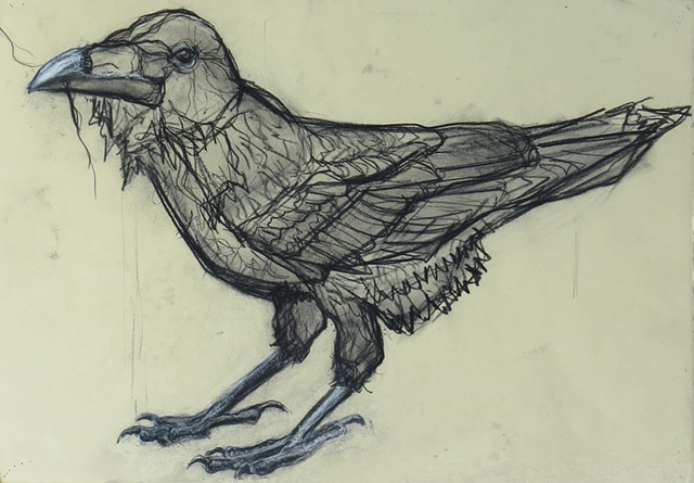 Crow Study