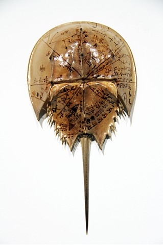 29 June 2123BC
Image of oldest known Mesopotamian astrolabe painted onto the shell of a horseshoe crab, an animal genetically unchanged for approximately 450 million years. The astrolabe shows a catastrophic asteroid impact in Austria. 