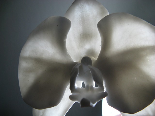 porcelain orchid steel stem