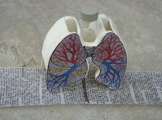Lungs with scroll removed