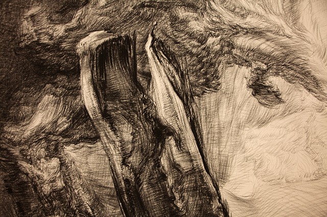 Detail of Redwood Stump