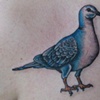 Pigeon on Dave 
