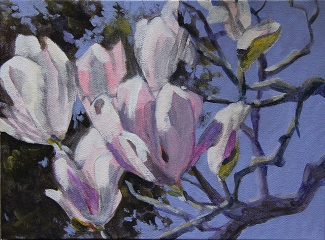 Tulip Magnolia at Allied Arts 