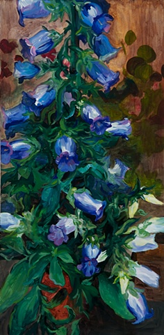 Campanula, Bellflower