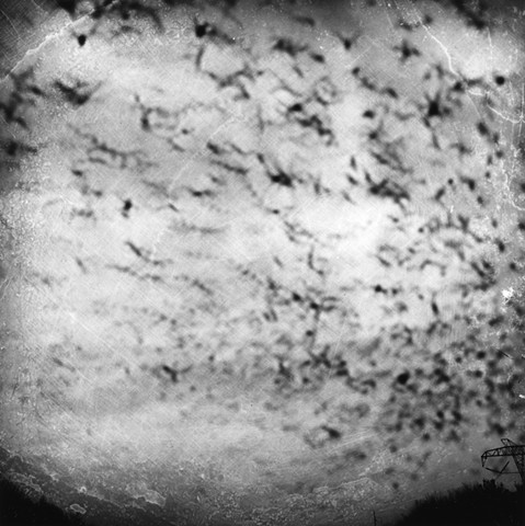 Untitled from the series Instinct and the Garden