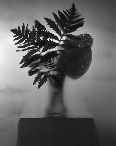 Untitled (Hosta and Fern)