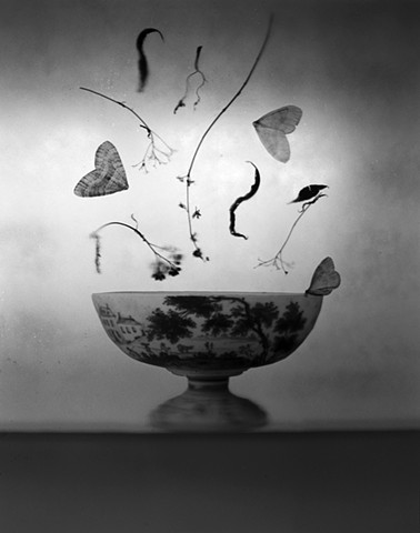 Untitled (Winter Moths)