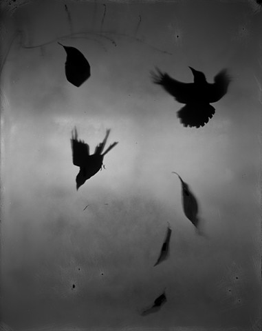 Untitled (Falling birds and leaves)