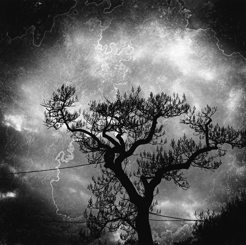 Untitled from the series Instinct and the Garden